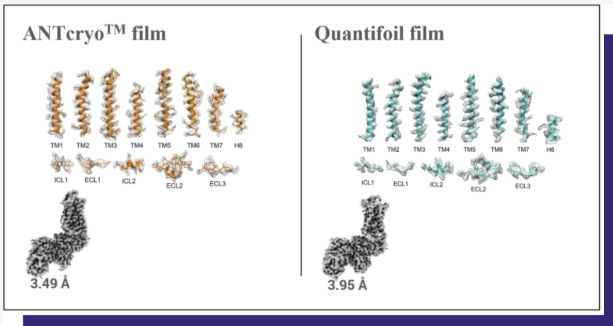 ANTcryo™ Film - Adrenergic receptors