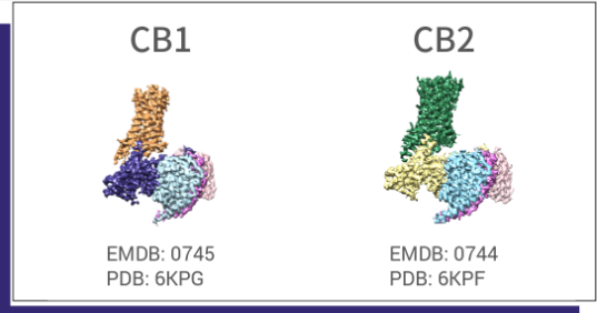 CB1 Cannabinoid Receptor